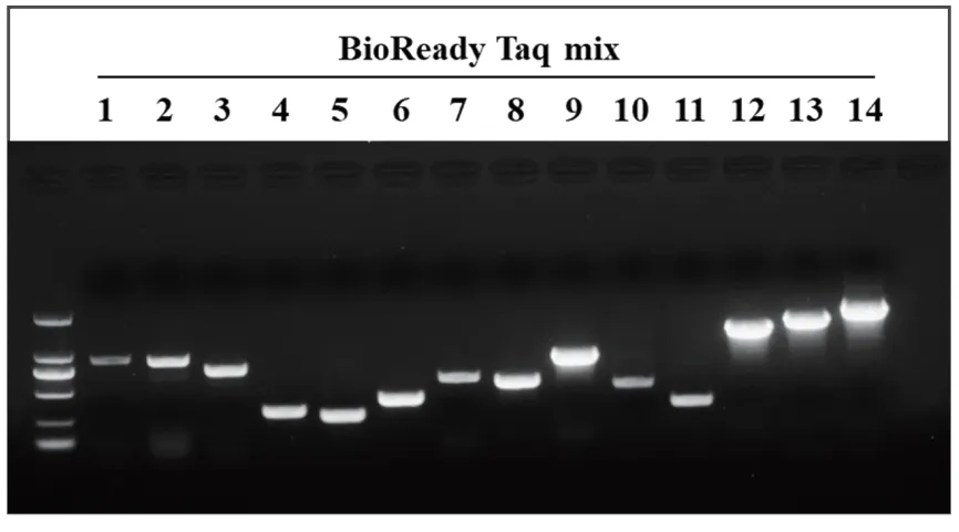 bioready-taq-mix-bioready-taq-mix-with-dye-detail-1.jpg