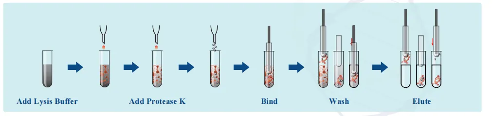 magabio-bacterium-dna-purification-kit-detail-1.png